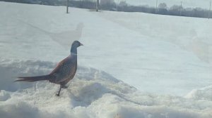 Встретили фазанов. Покупки озон/фикс прайс.