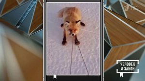 Видео недели: невероятное спасение; в мире животных. Человек и закон. Фрагмент выпуска от 16.01.2026