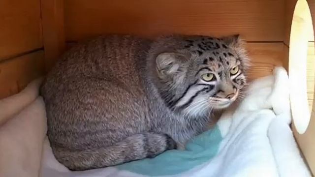 Необычного кота мужчина нашёл на улице и принёс в дом. смотреть онлайн