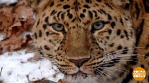 Чем заняты зверушки? Расскажут фотоловушки! Доброе утро. Фрагмент выпуска от 16.01.2026