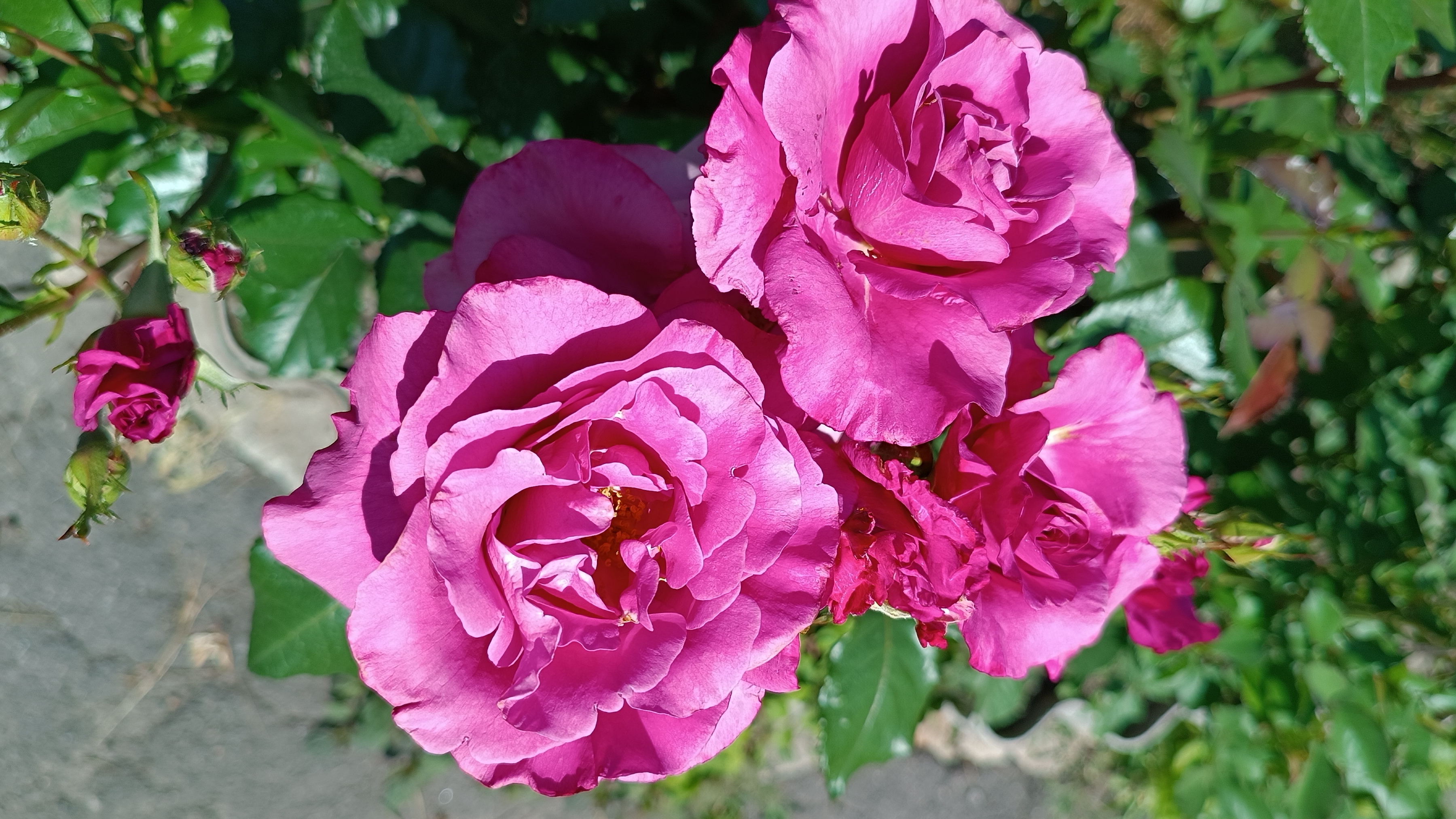 Красавица Лавендер. смотреть онлайн