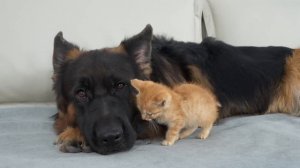 Немецкая овчарка помогла испуганному спасенному  котенку  снова почувствовать себя  любимым