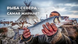 Почему северная рыба жирнее — и чем это полезно?