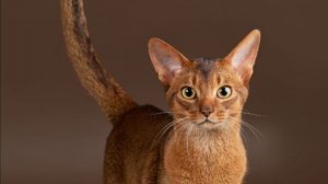 Мои мучения с Deadlocked