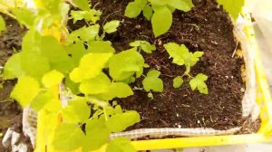 18 мая 2025. Размножение малины корневыми черенками. Продолжение.