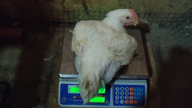 Вес бройлера Росс308 в 40 суток смотреть онлайн