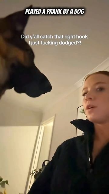 Your dog is an introvert but lives for the drama 😝🐕 смотреть онлайн