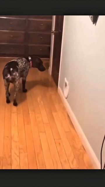 ты как это сделал #приколы #прикол #юмор #котики смотреть онлайн