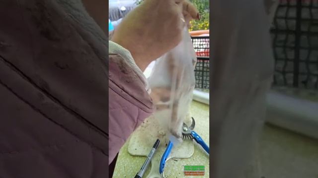 подготовка клубней георгин к делению смотреть онлайн