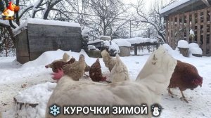 Куры зимой очень счастливы 🤗❄️⛄ (15)