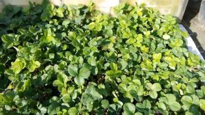 22 июня 2025. Моя виктория.