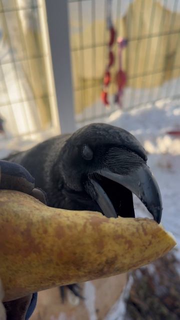 Грушу ннада? смотреть онлайн