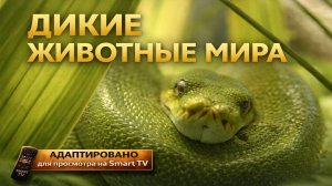 Дикие животные мира, релакс фильм о дикой природе в 4К (UHD)