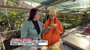 Артековцы отправят на передовую экзотические фрукты