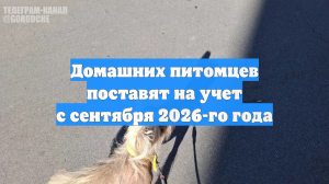 Маркировку домашних животных хотят ввести с сентября 2026 года