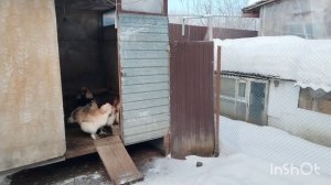 О курах породы Фавероль.  Кормление бездомных собак. Снежная жизнь на юге!