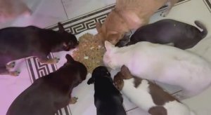 Все сегодня молодцы, все сегодня радуют.