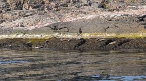 Тюлени загорают