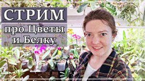 Запись Первого Беличьего Стрима! 15.01.2026 Белка Сид в прямом эфире.