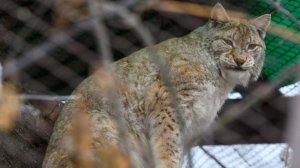 Бешеная рысь пробралась на территорию детского лагеря и напала девочку в Башкирии