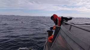 Игорь. Треска. Дуплет