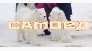 Самоедская собака. Самоед. ОШКО парк.