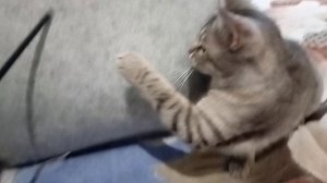 Показываю, и рассказываю о кошке Марте.