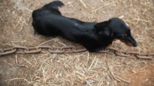 © "Эри Великолепная" 2011 Экспедиция "Наследие Гипербореи 2011" MVI_1218