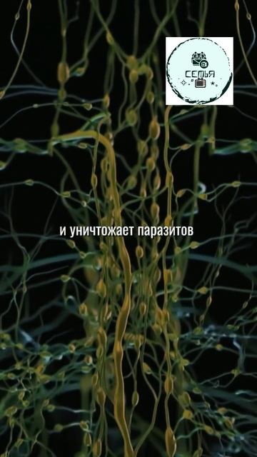 ЭТОТ ЗАБЫТЫЙ ФРУКТ В 50 РАЗ ПОЛЕЗНЕЙ ЛИМОНА смотреть онлайн