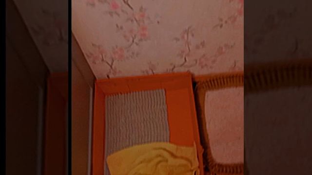 вечерний ♪★~Vlog~★♪ с Барни🪴😂 смотреть онлайн