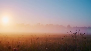 футаж летний луг