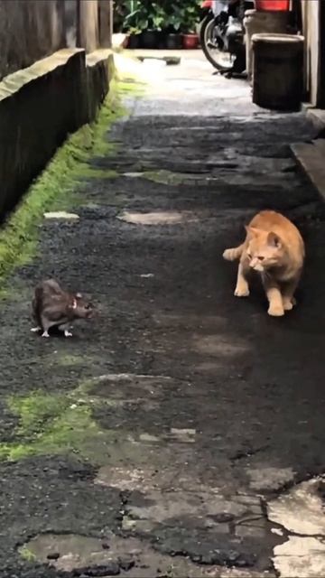 мы настолько не видимые #приколы #прикол #юмор смотреть онлайн