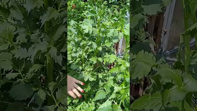 обработка георгин в августе смотреть онлайн