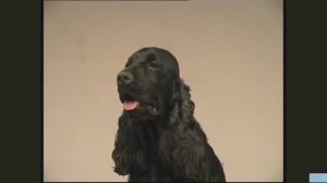 Животные. Кокер спаниель. ПЕРЕВОД. док.фильм