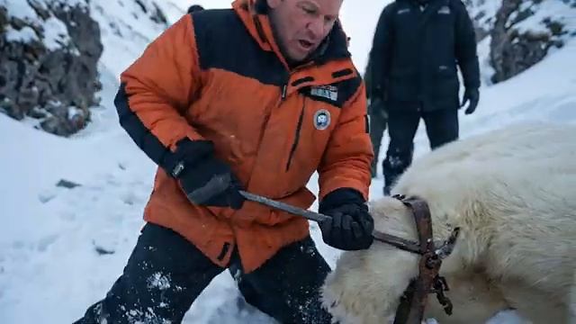 Детёныш белого медведя ищет помощи, чтобы спасти мать, попавшую в ловушку. смотреть онлайн