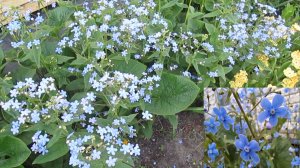 Многолетняя сибирская бруннера. Уход.