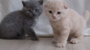 Наши кошки предпочитают пить воду из-под крана.