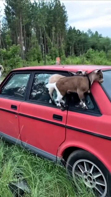 почти новая машина #приколы #прикол #юмор смотреть онлайн