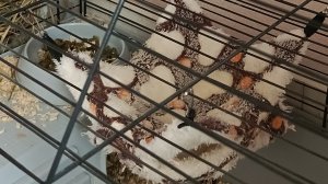 Live трансляция 🤍👍🐗