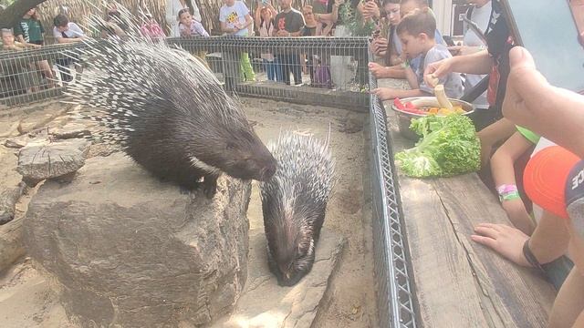 кормление дикообразов в зоопарке Малинки смотреть онлайн