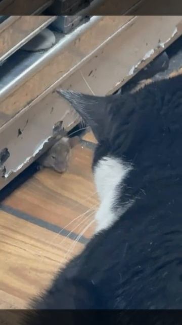 Ведутся переговоры