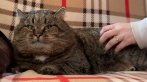 ДНЕВНИК лесного кота Барсика: «Царь почивать изволил!» - 16.01.2026