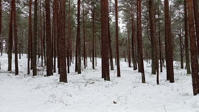 Зимний лес. Звуки зимнего леса. Релакс. смотреть онлайн