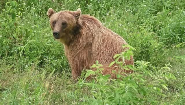 РАССЛАБЛЯЮЩИЕ МЕЛОДИИ: ТЕПЛО ВНУТРИ И СОН БЕЗ ТРЕВОГ смотреть онлайн