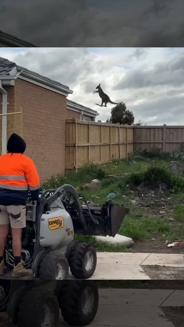 Обстановка в Австралии: жители вынуждены ставить трёхметровые заборы смотреть онлайн