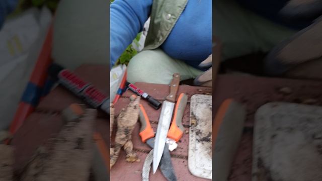 деление клубней георгин..часть 1. смотреть онлайн