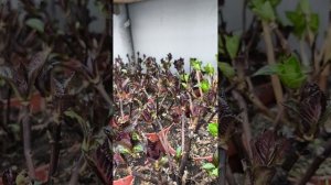 ГОРТЕНЗИЯ ПРОДАЖА 2026