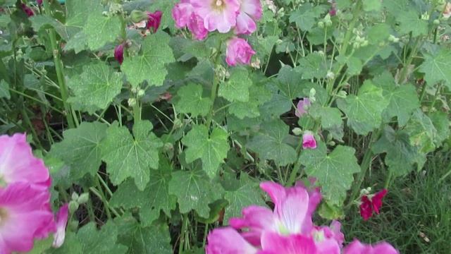 Роскошные мальвы на городской клумбе красота в деревенском стиле