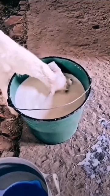 самое вкусное молоко #юмор #приколы #прикол смотреть онлайн