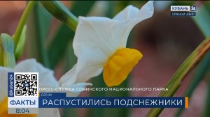 Подснежник Воронова и морозник кавказский расцвели в дендрарии Сочи